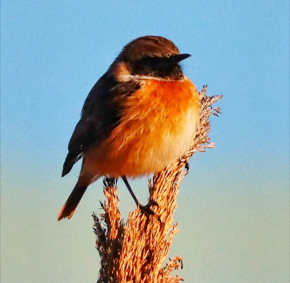 European Stonechat - ML646101810