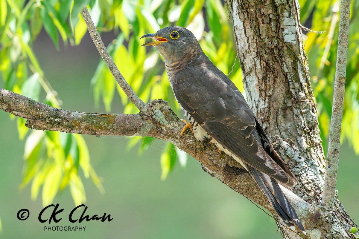 kukačka pruhochvostá - ML646101811