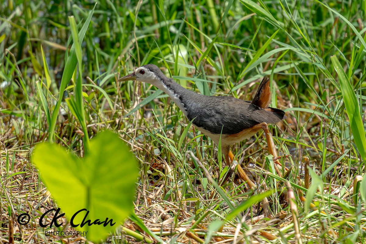 chřástal běloprsý - ML646101812
