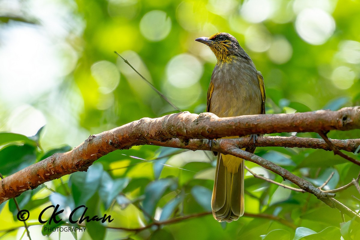 Stripe-throated Bulbul - ML646101815