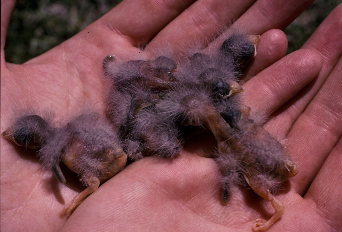 zvonek zelený - ML646101817