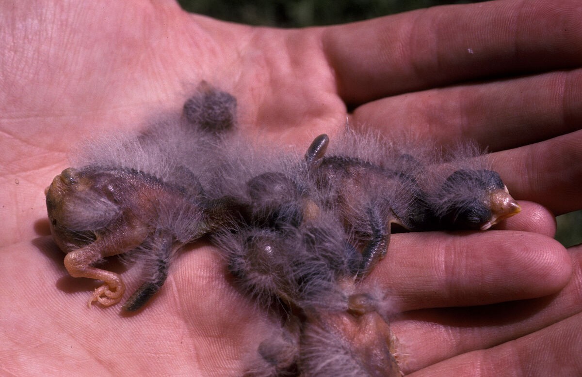 zvonek zelený - ML646101819