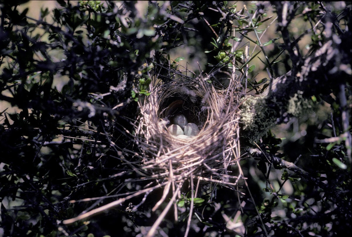 čečetka zimní (ssp. cabaret) - ML646101820