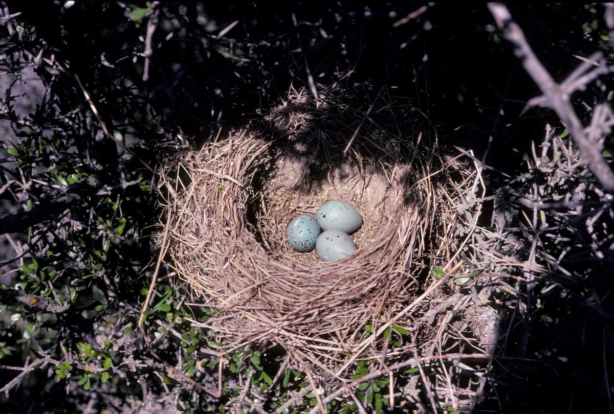 drozd zpěvný - ML646101822