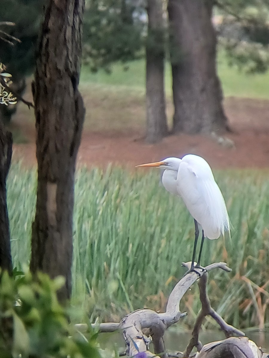 volavka bílá - ML646101824