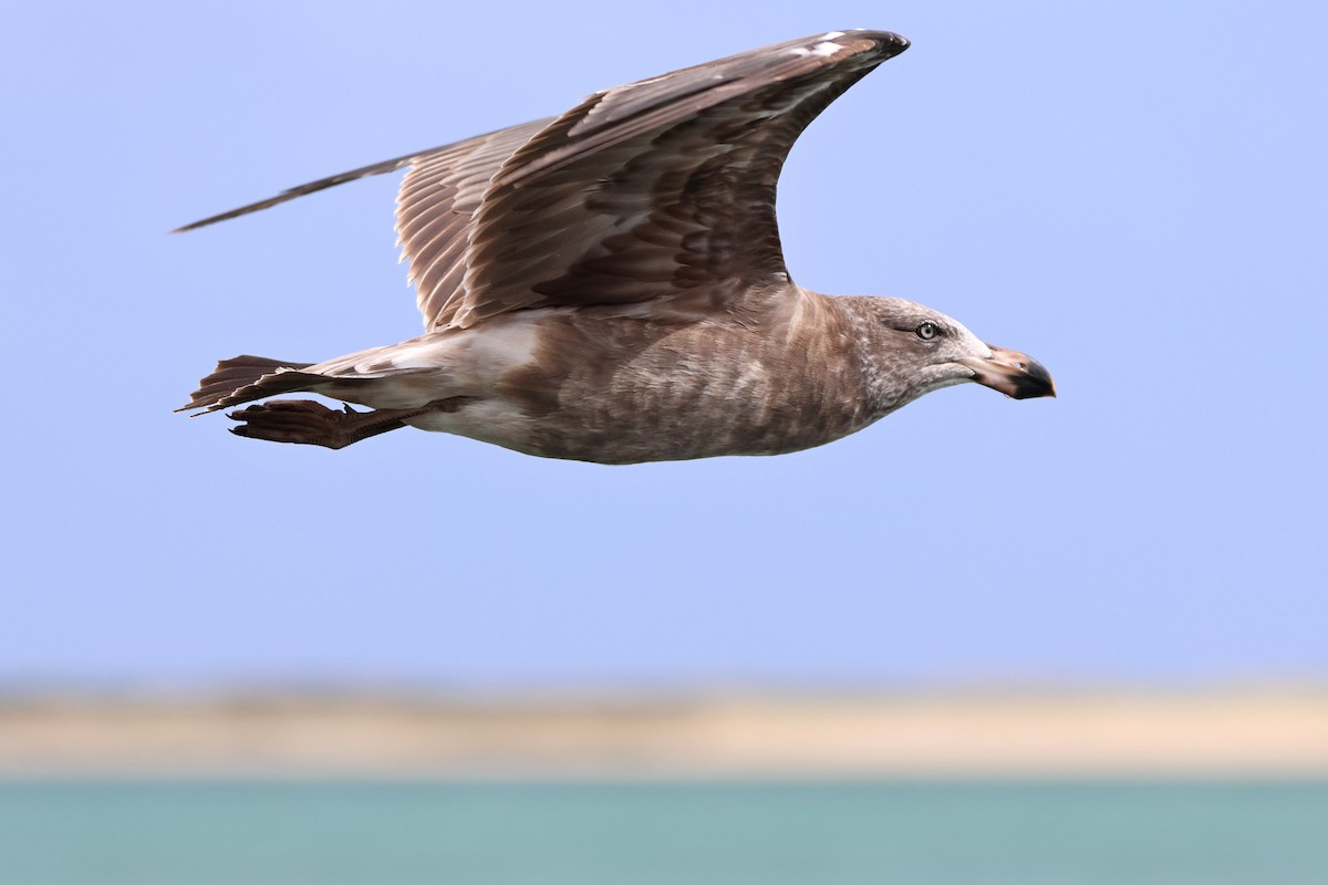 Pacific Gull - ML646101828
