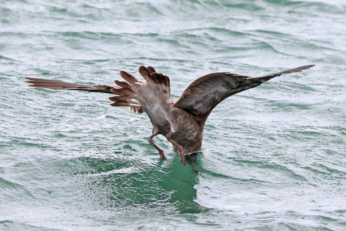 Pacific Gull - ML646101829