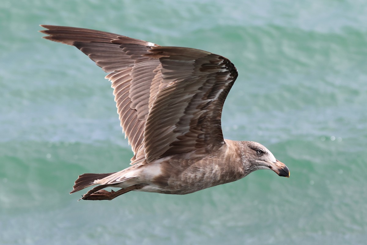 Pacific Gull - ML646101830