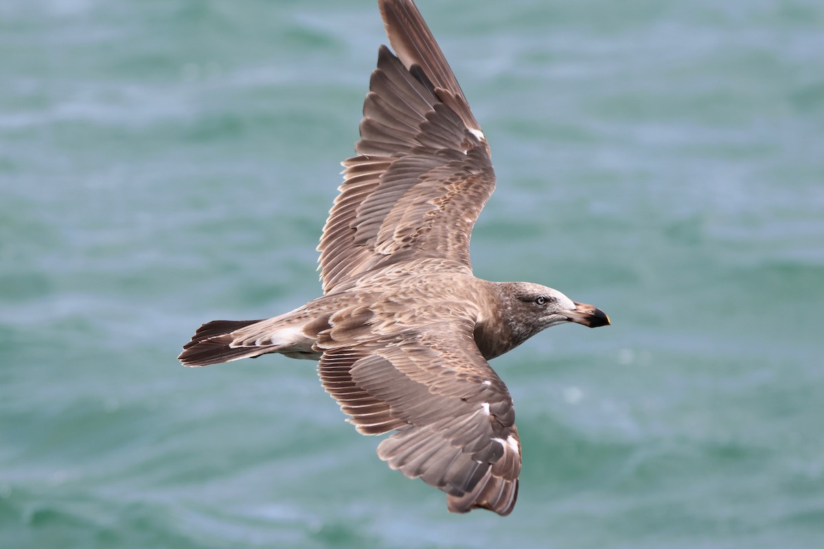 Pacific Gull - ML646101831
