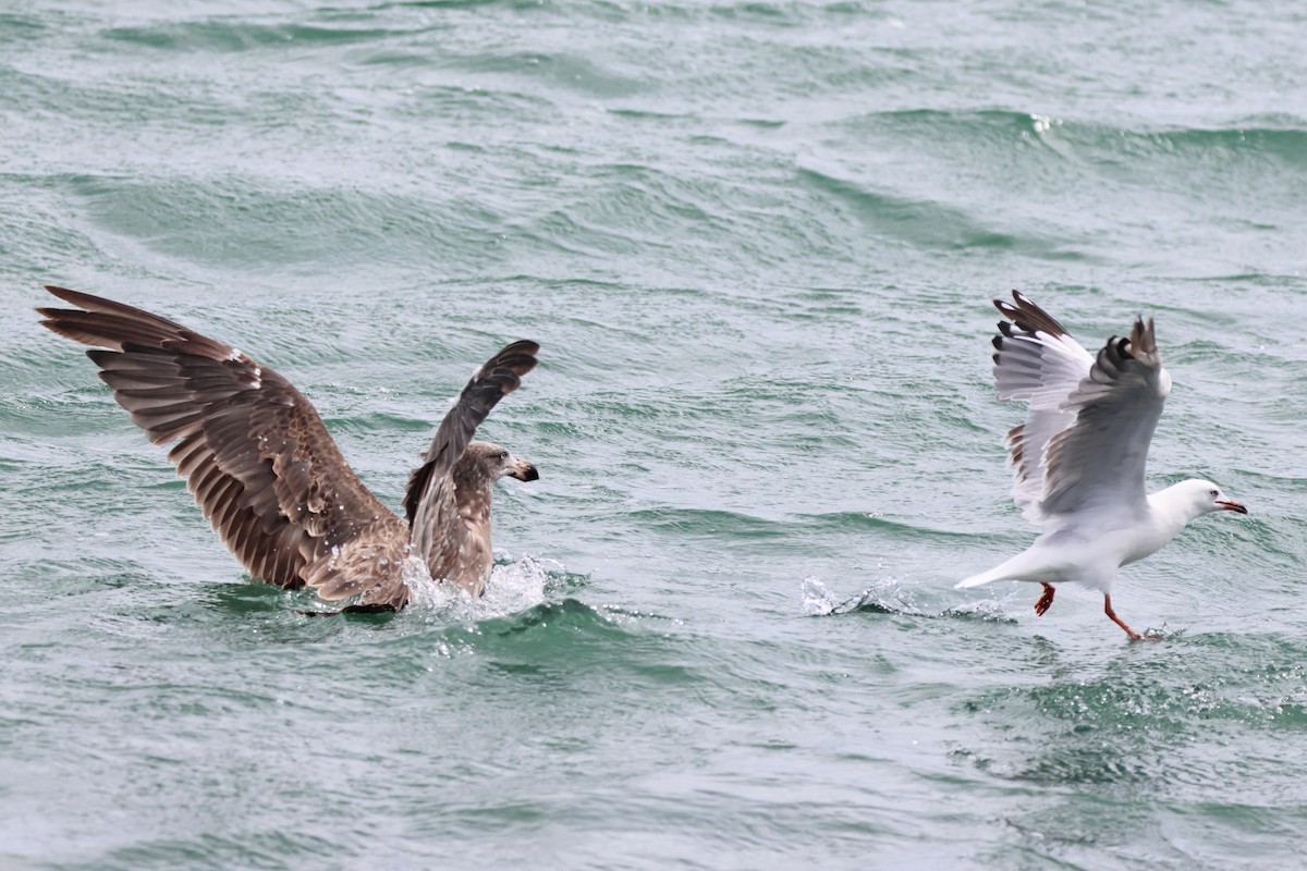 Pacific Gull - ML646101833