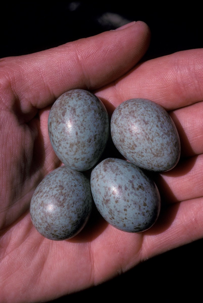 kos černý - ML646101834