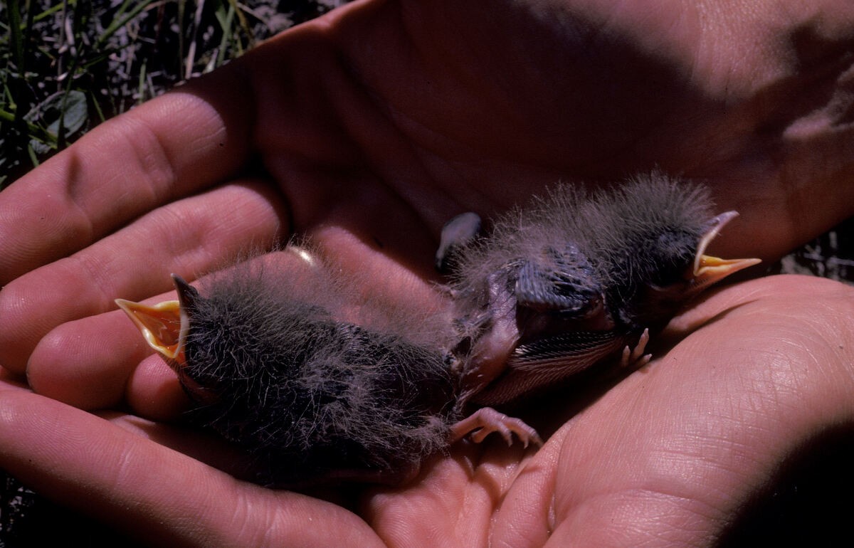 linduška novozélandská - ML646101842