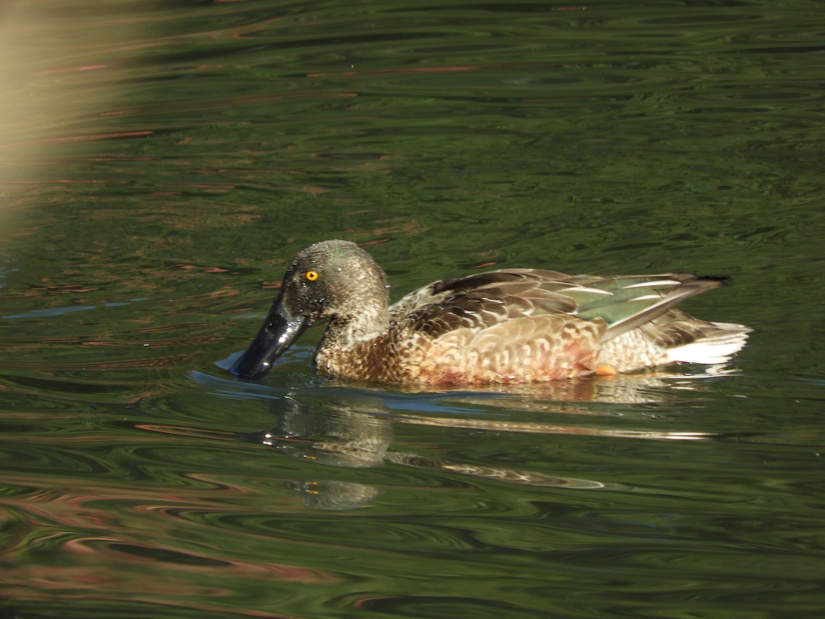 lžičák pestrý - ML646101845