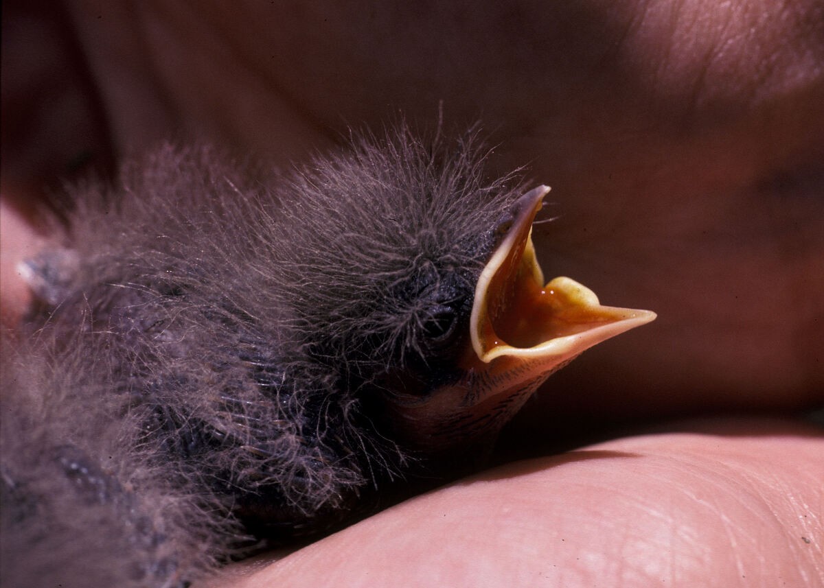 linduška novozélandská - ML646101846