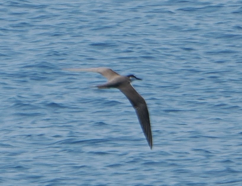 Sterne bridée - ML646101847