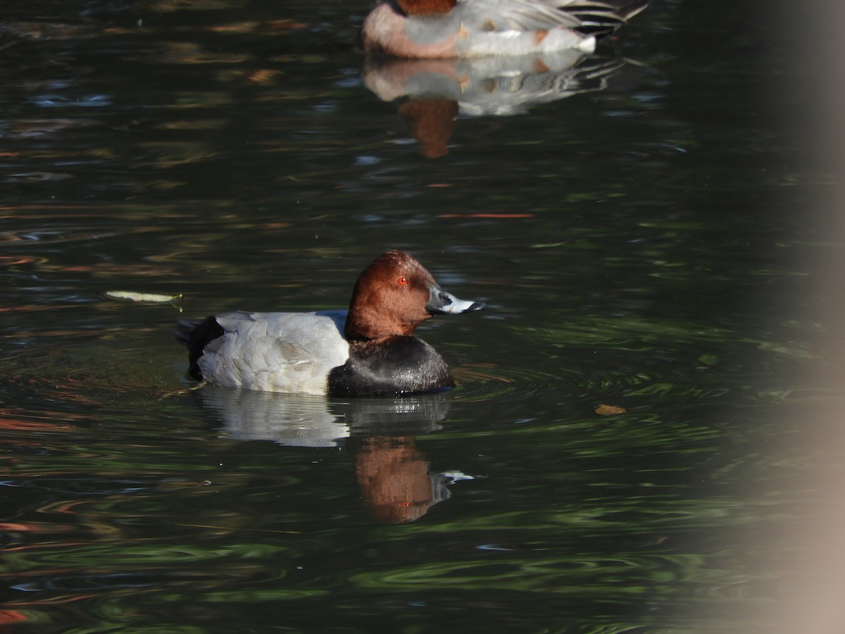 polák velký - ML646101852