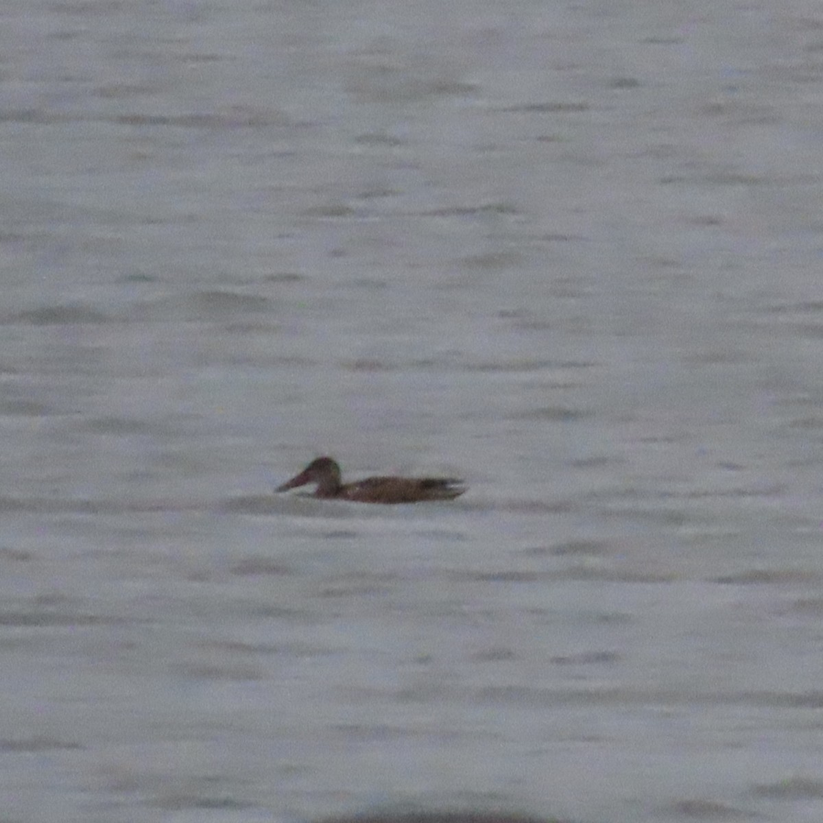 Northern Shoveler - ML646101854