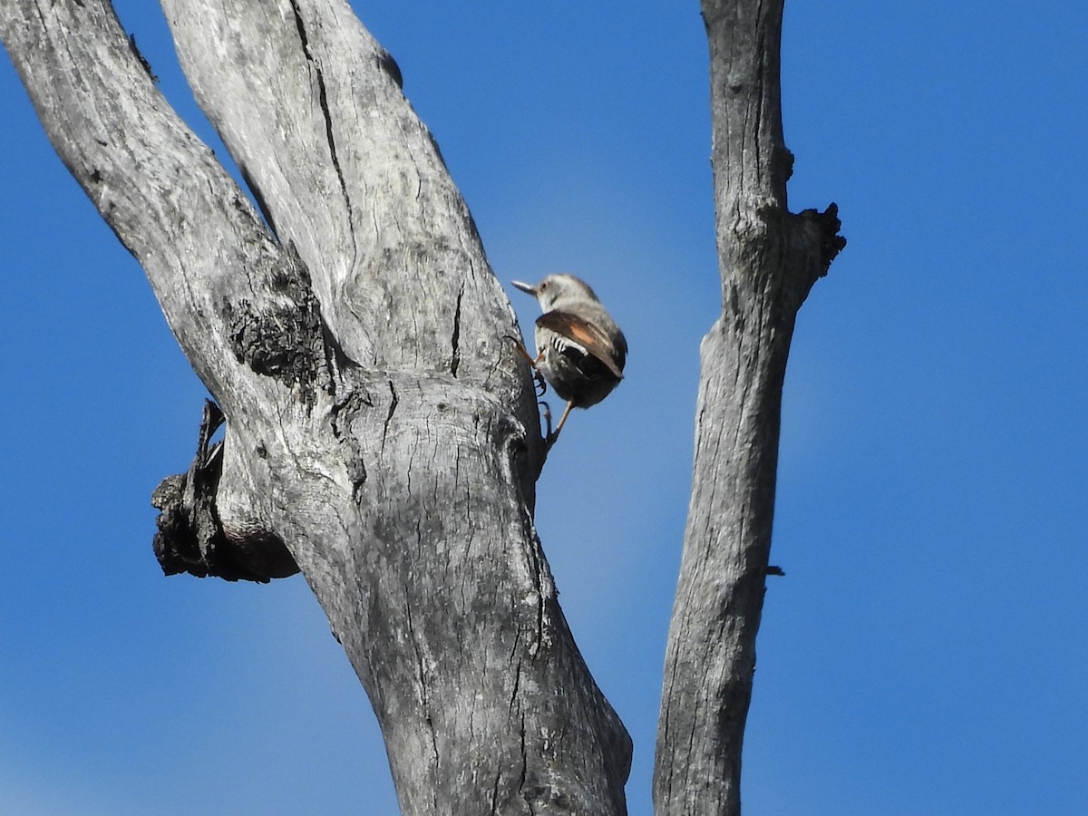 Varied Sittella (Orange-winged) - ML646101867