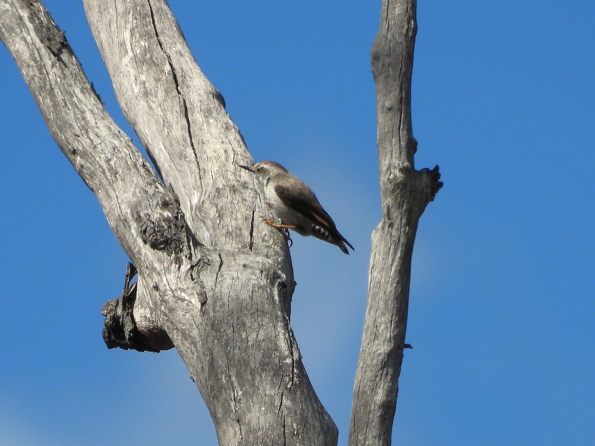 Varied Sittella (Orange-winged) - ML646101868