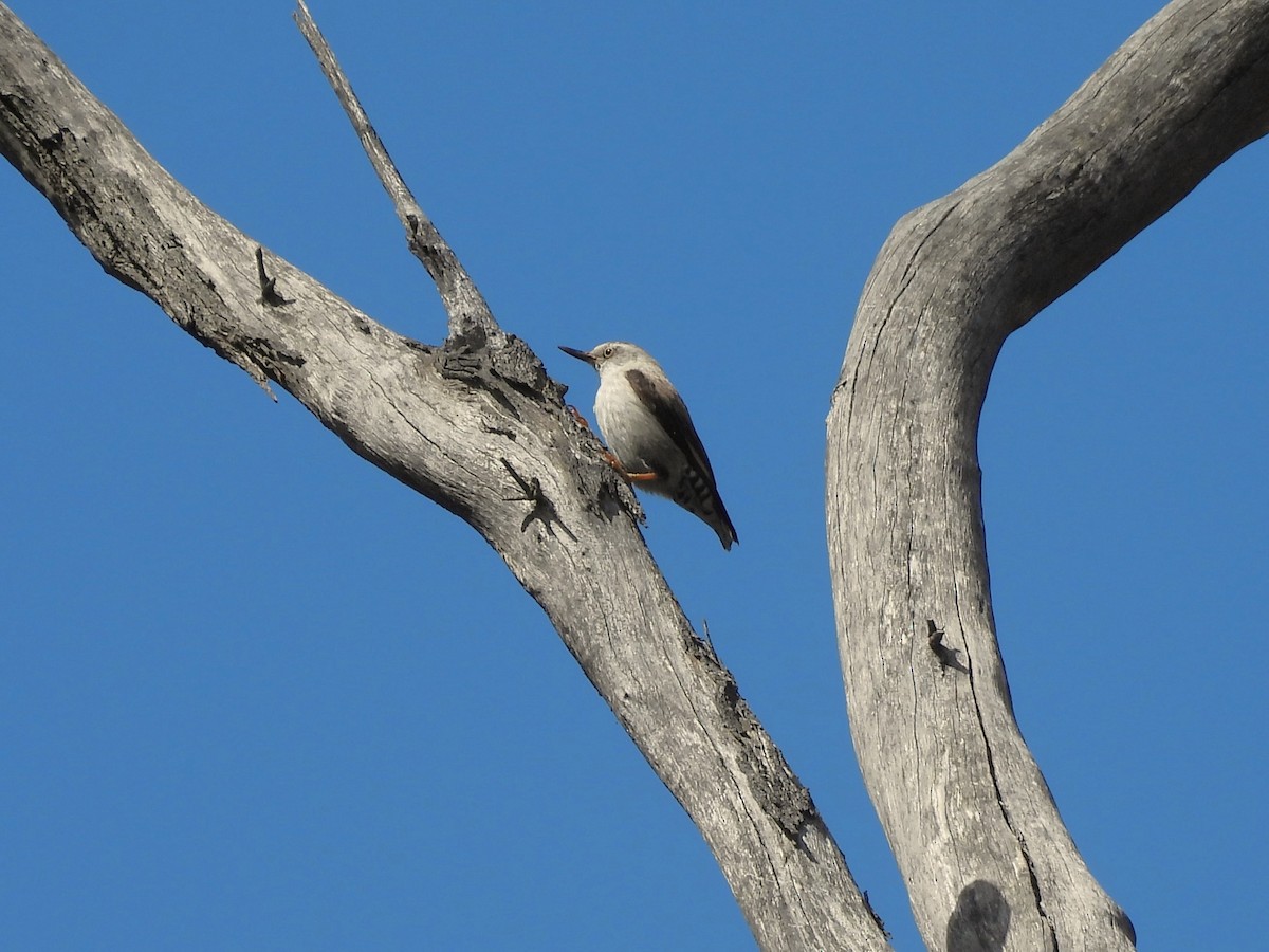 Varied Sittella (Orange-winged) - ML646101869