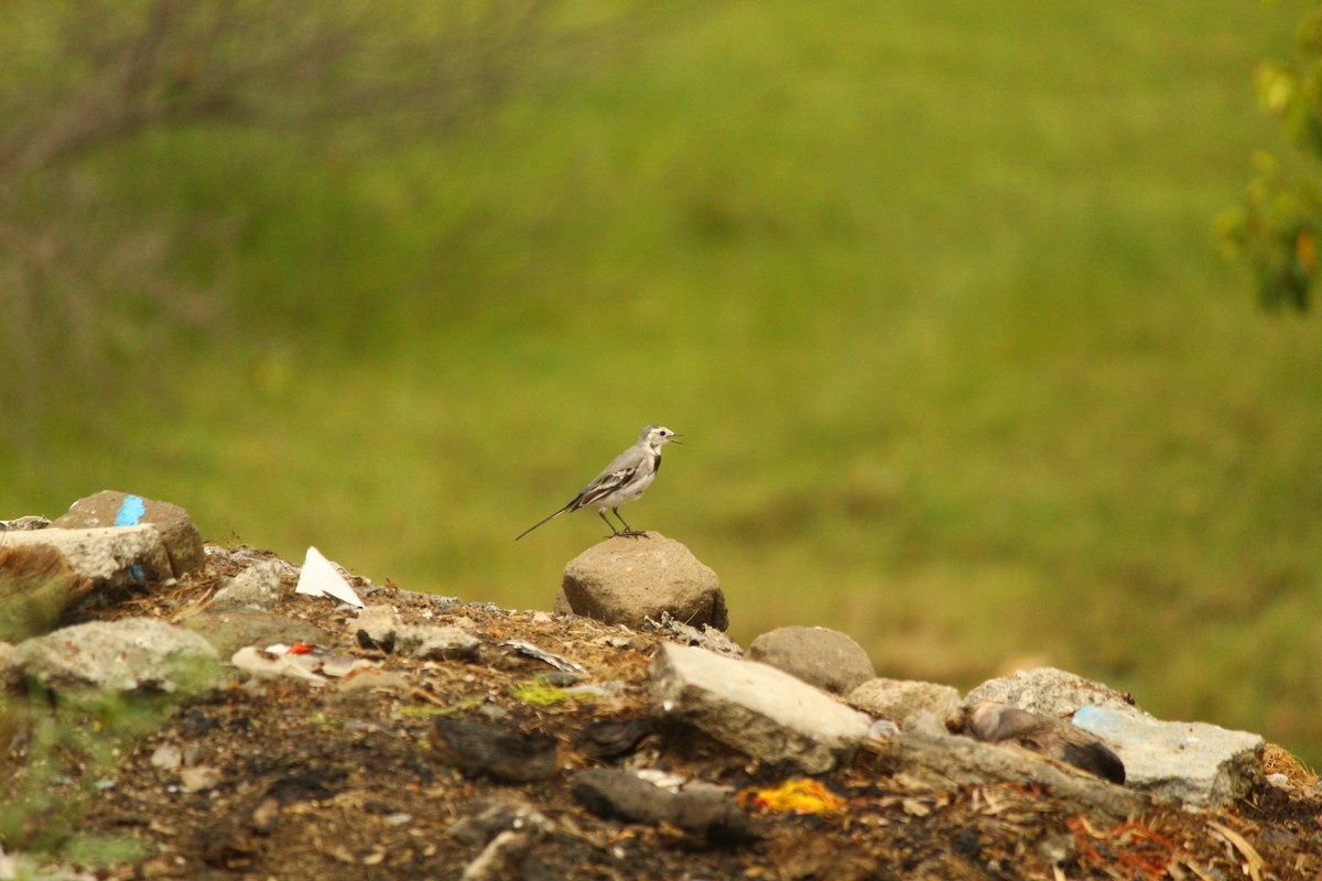 White Wagtail - ML646101870