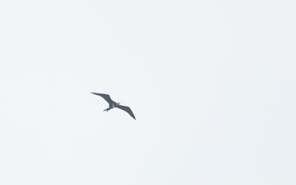 Lesser Frigatebird - ML646101871