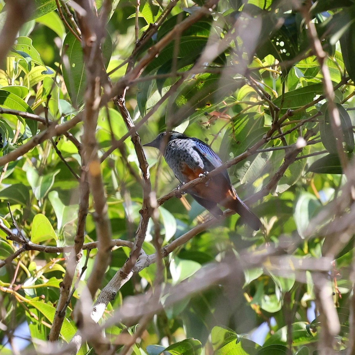 Opal-rumped Tanager (Silver-breasted) - ML646101874