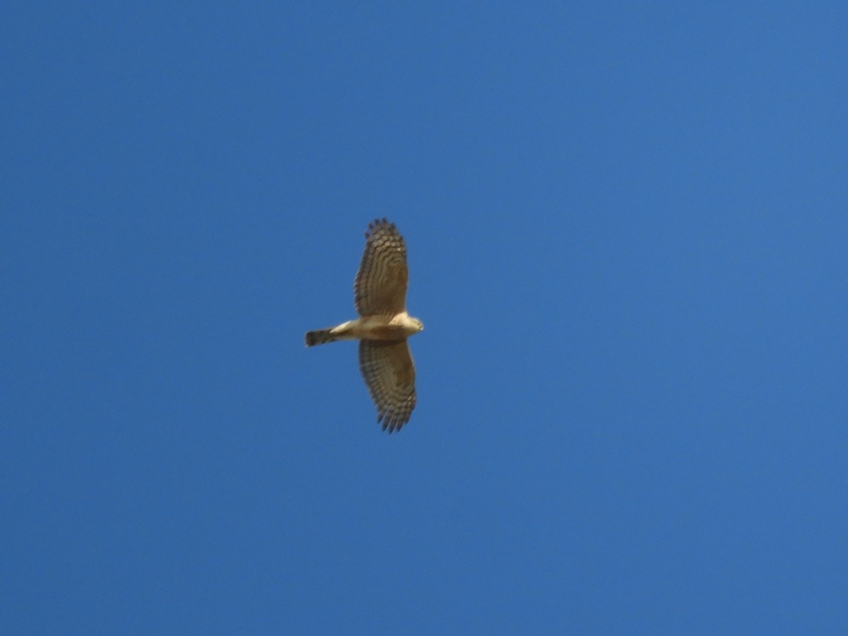 krahujec obecný - ML646101878