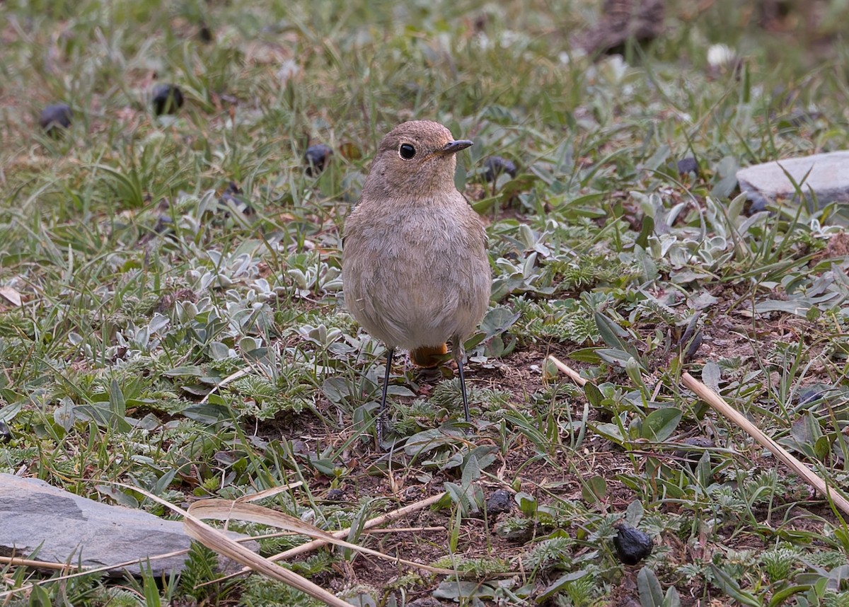 Hodgson's Redstart - ML646101879