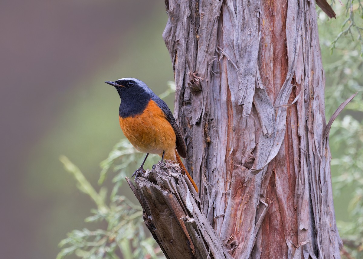 Hodgson's Redstart - ML646101880