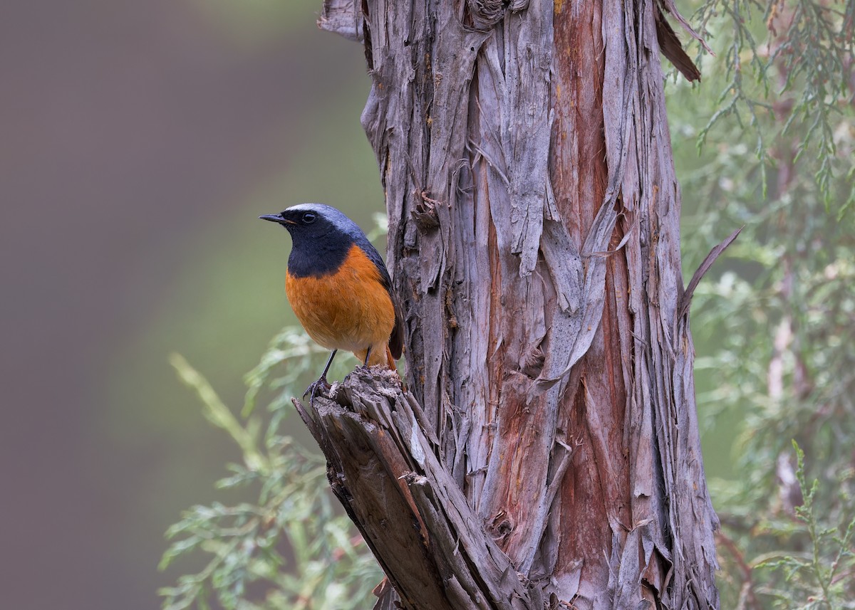Hodgson's Redstart - ML646101881