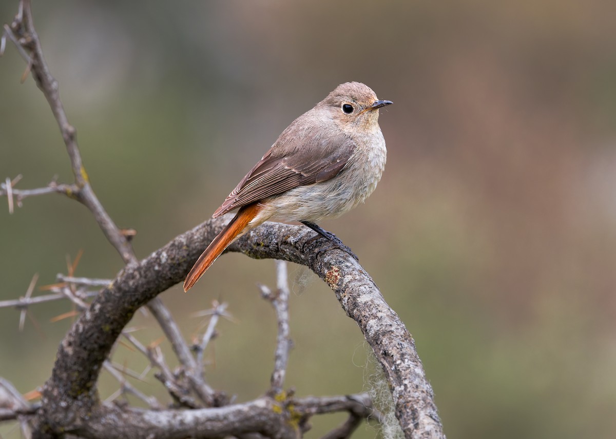 Hodgson's Redstart - ML646101882