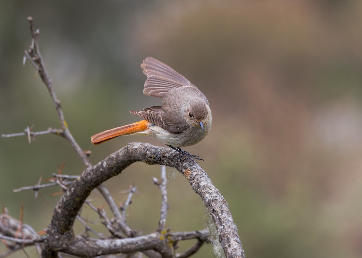 Hodgson's Redstart - ML646101883