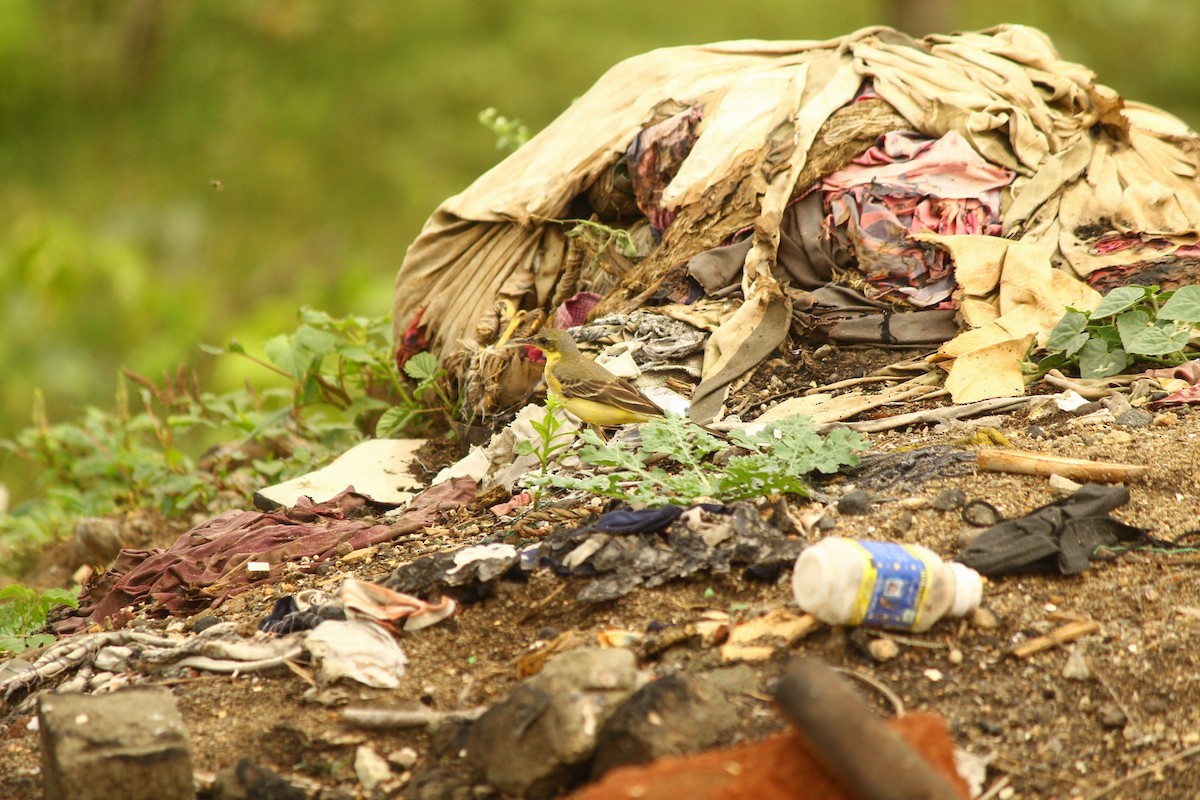 Western Yellow Wagtail - ML646101884