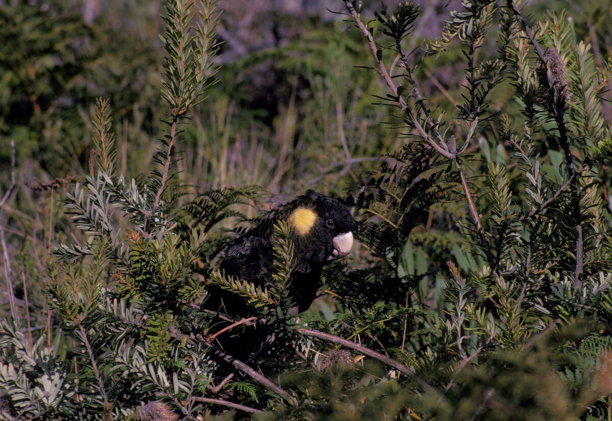 Cacatúa Fúnebre Coliamarilla - ML646101886