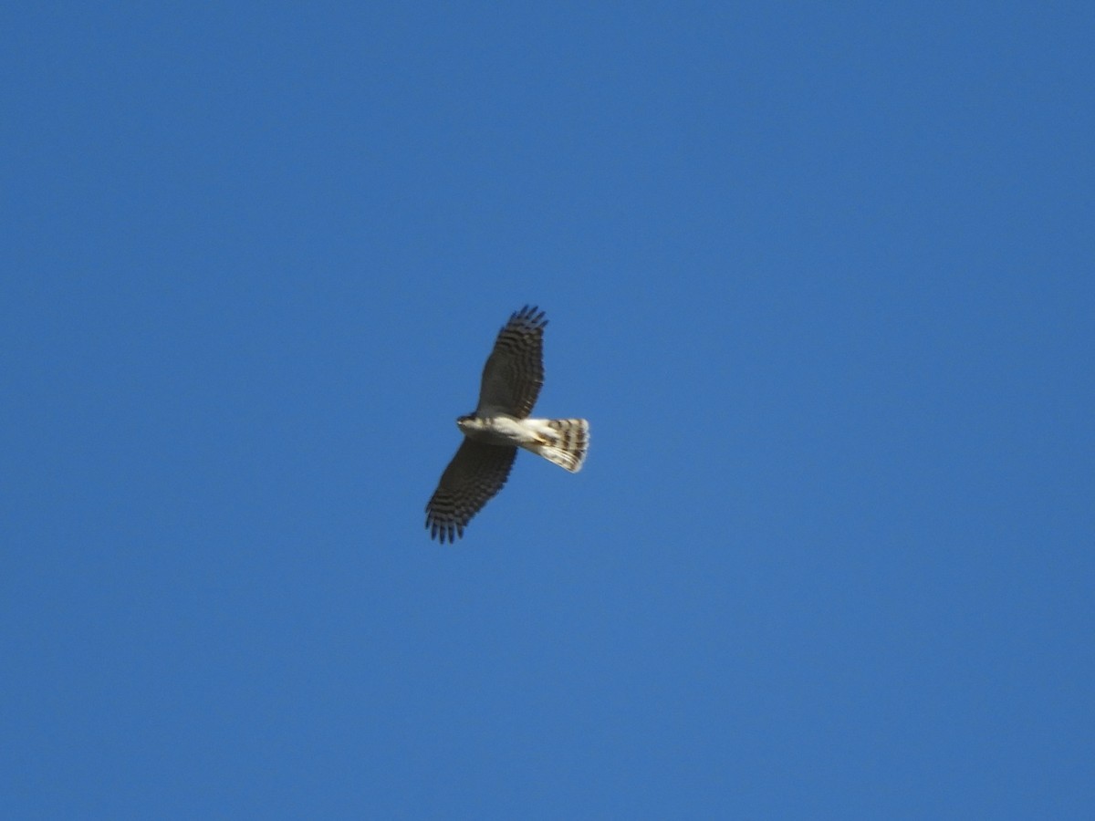 Gavilán Común - ML646101887