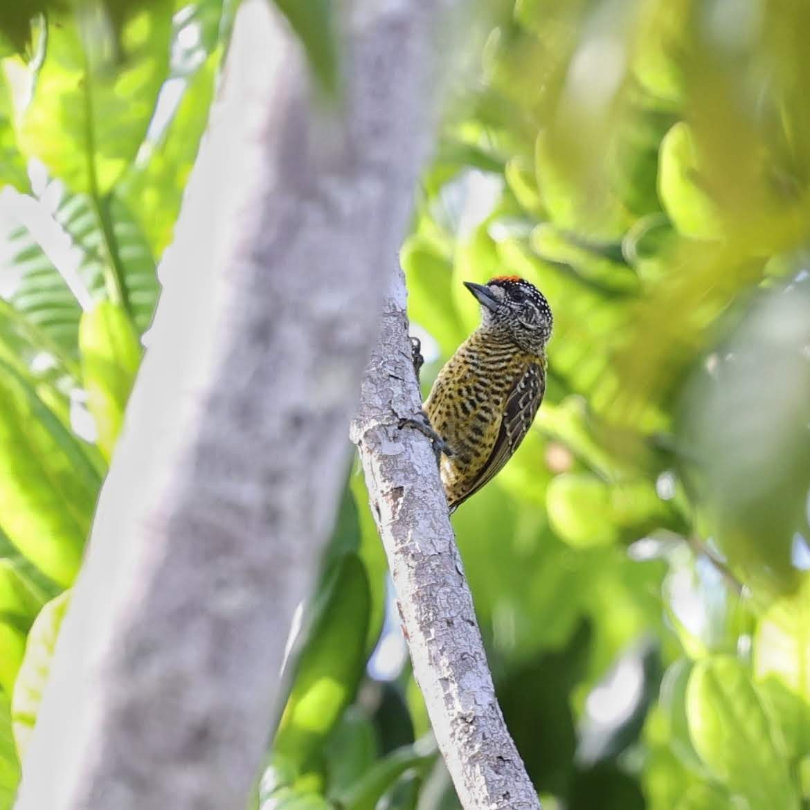 Carpinterito Telegrafista - ML646101888