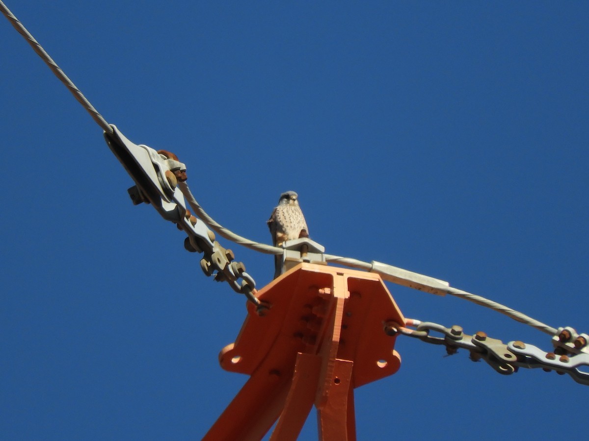 Cernícalo Vulgar - ML646101889