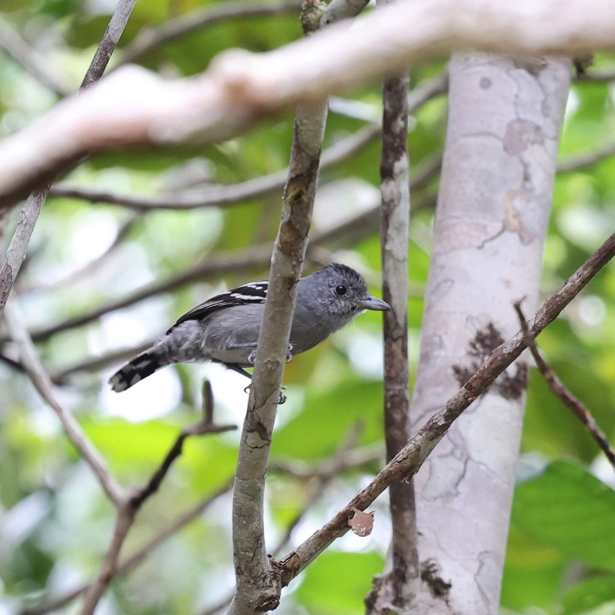 Batará Pizarroso de Sooretama - ML646101890