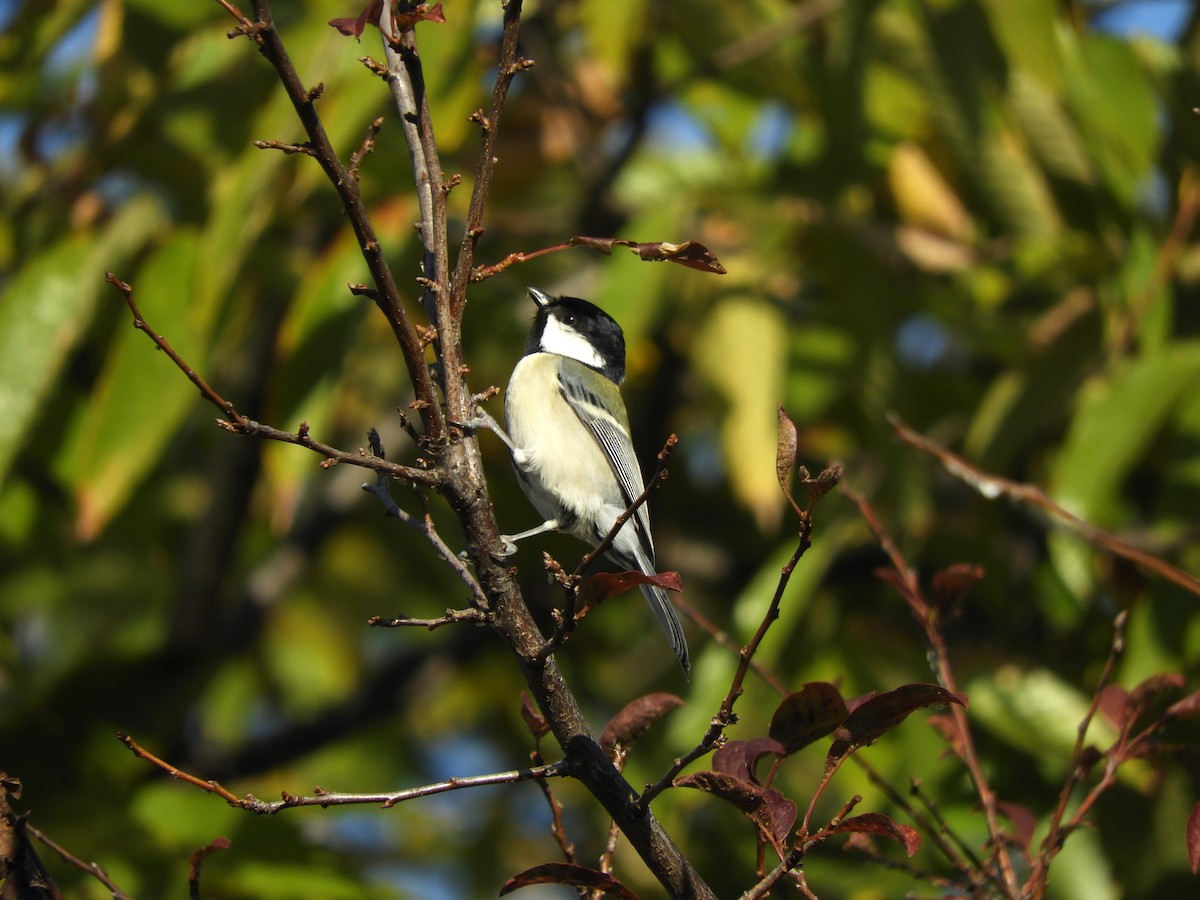 Carbonero Oriental - ML646101891