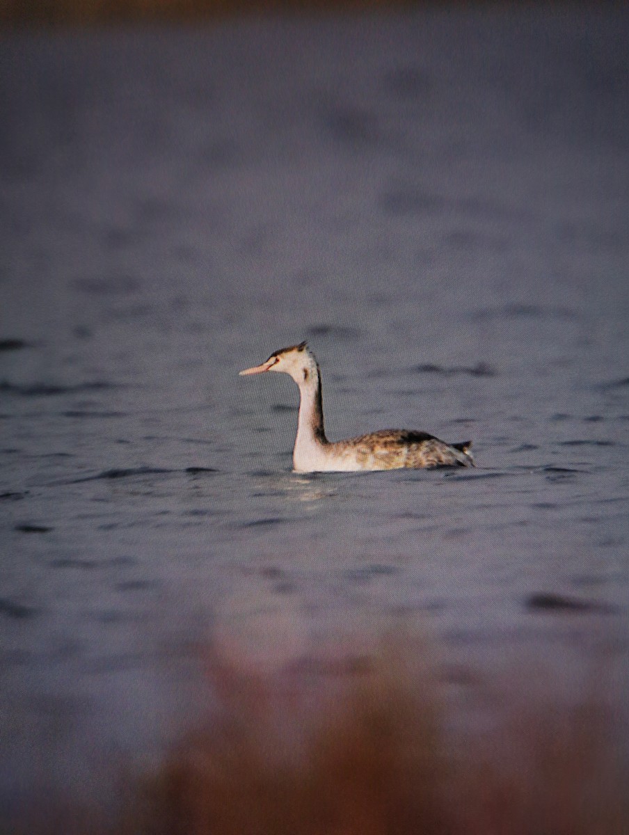 Ave sp. - ML646101892