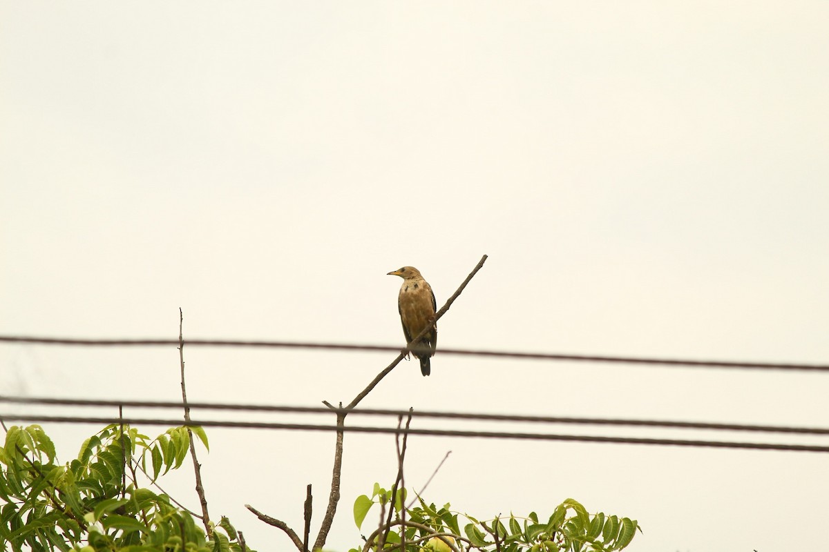 Estornino Rosado - ML646101894