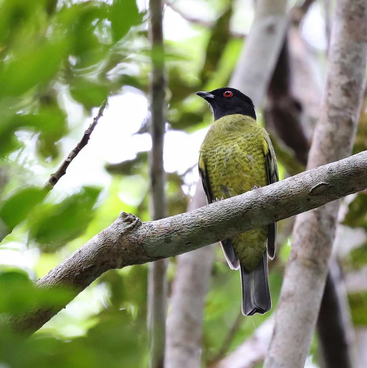 Cotinga Cabecinegro - ML646101895