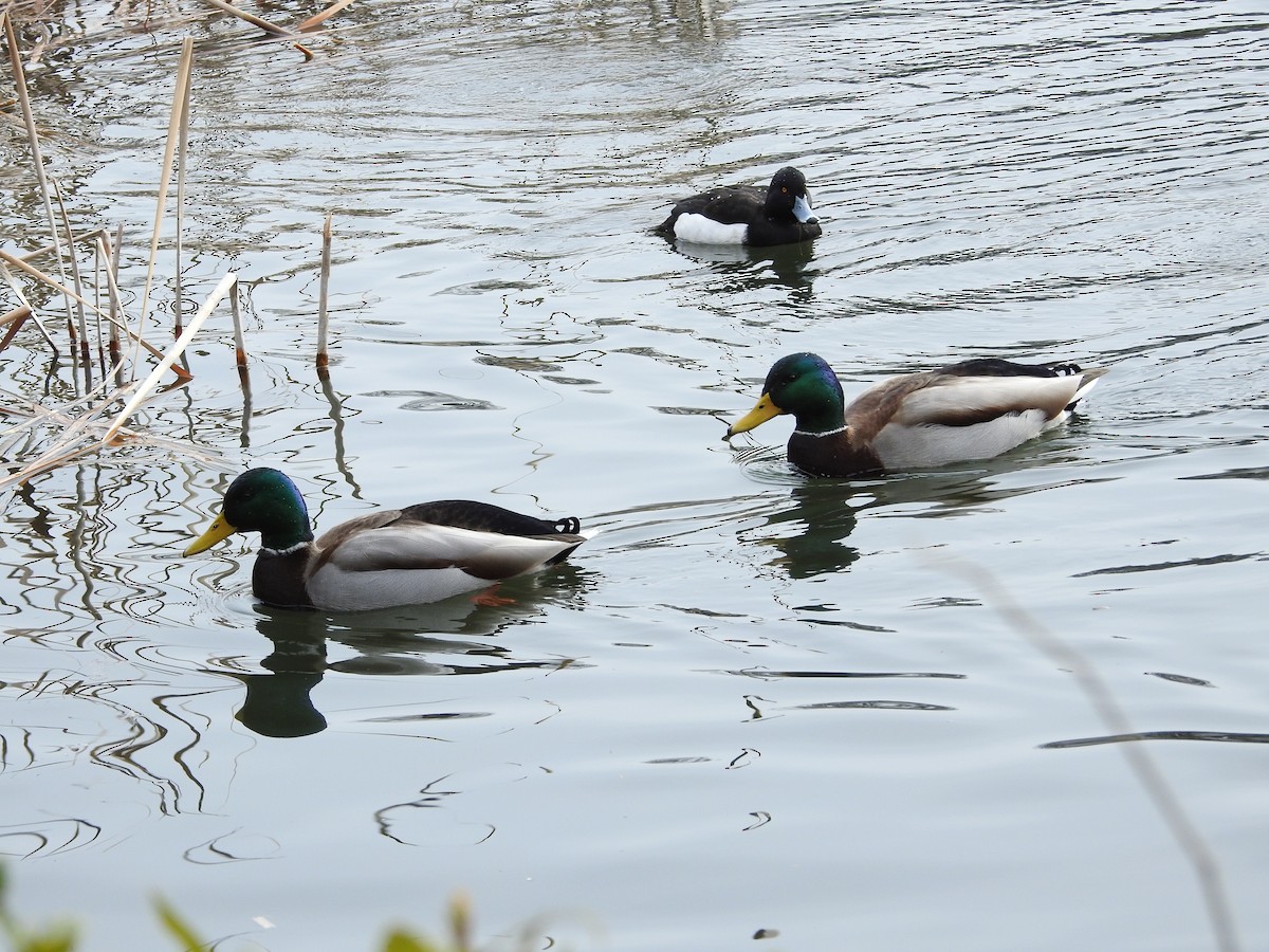 Ánade Azulón - ML646101896