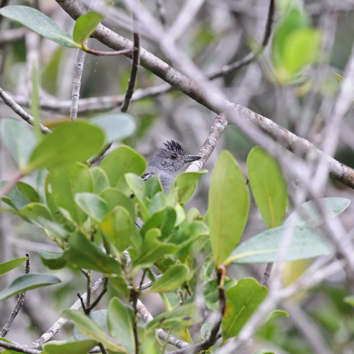 Tiluchí Pileado - ML646101897