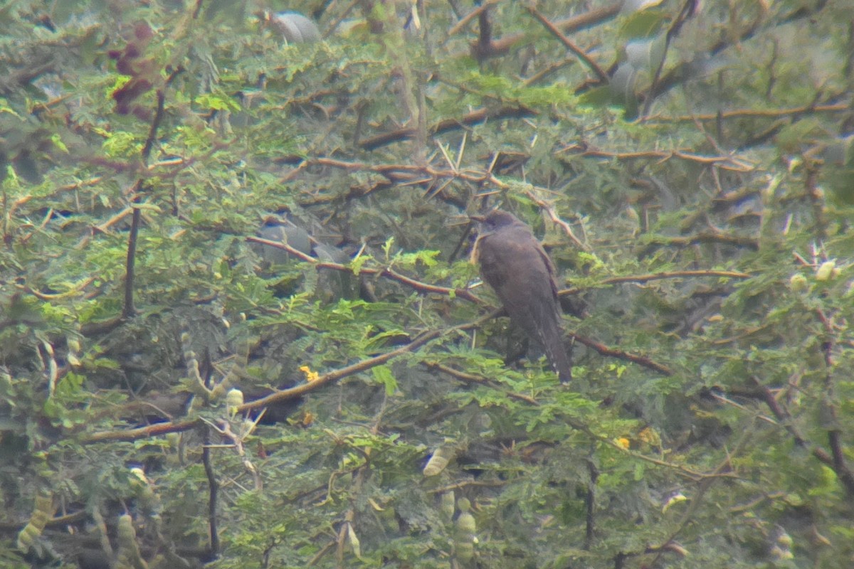 Plaintive Cuckoo - ML646101899