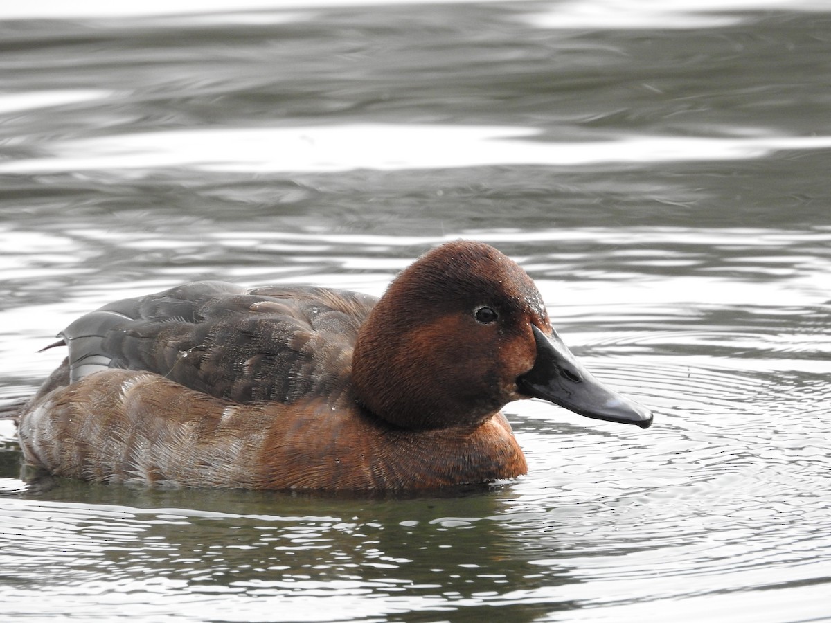 Porrón sp. - ML646101901