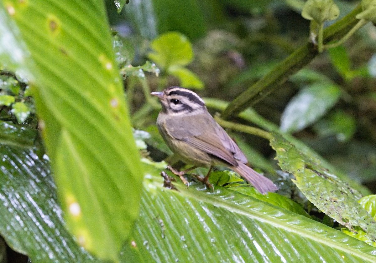 Reinita Tica - ML646101902