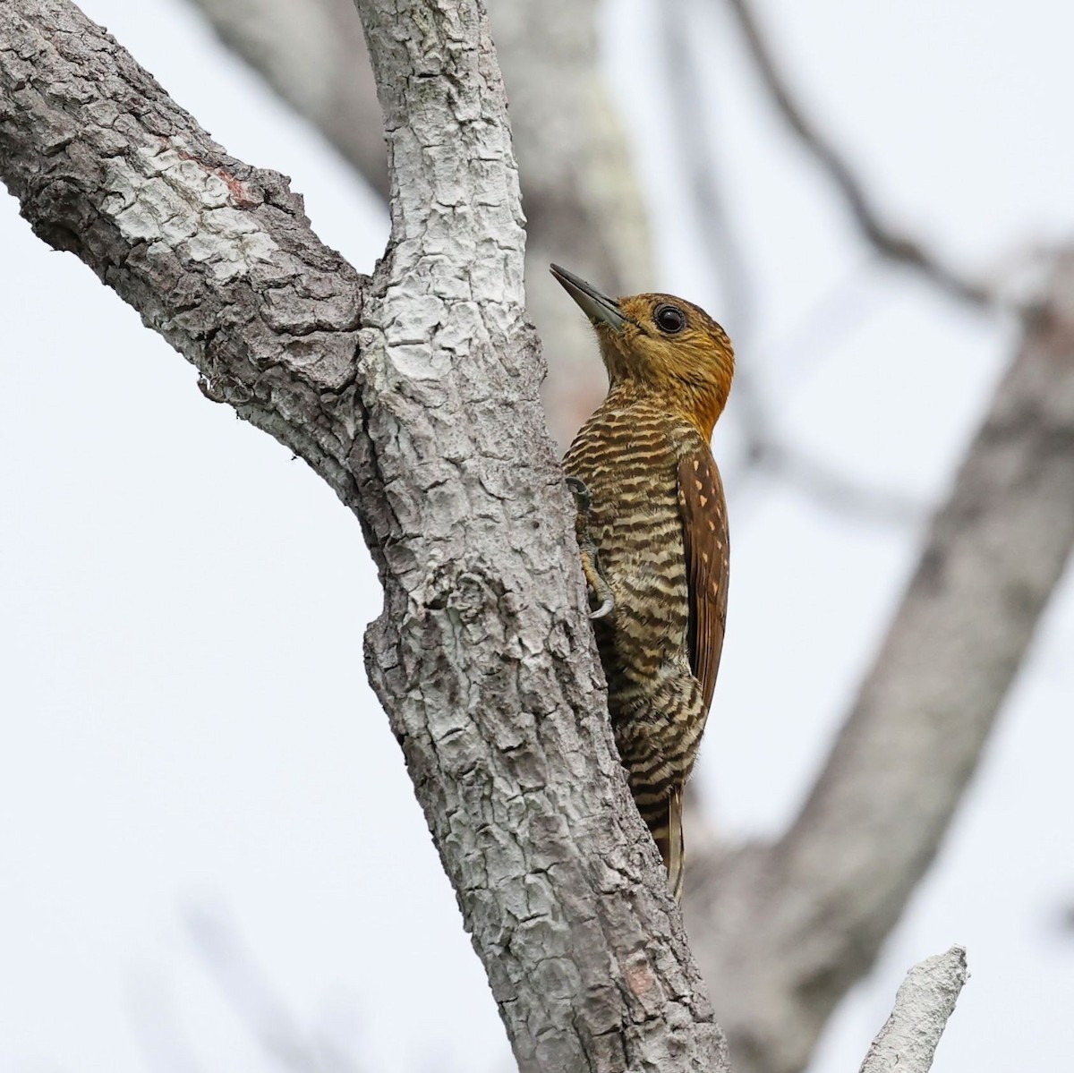 Carpintero Teñido - ML646101903