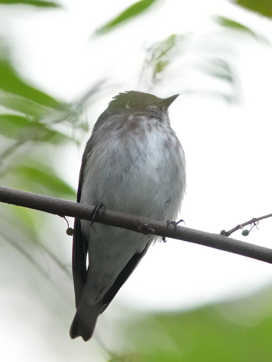 Papamoscas Siberiano - ML646101904
